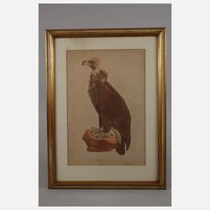 Susemihl, »Der graue Geier«