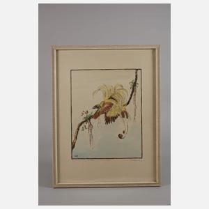 Walter Klemm, "Großer Paradiesvogel"