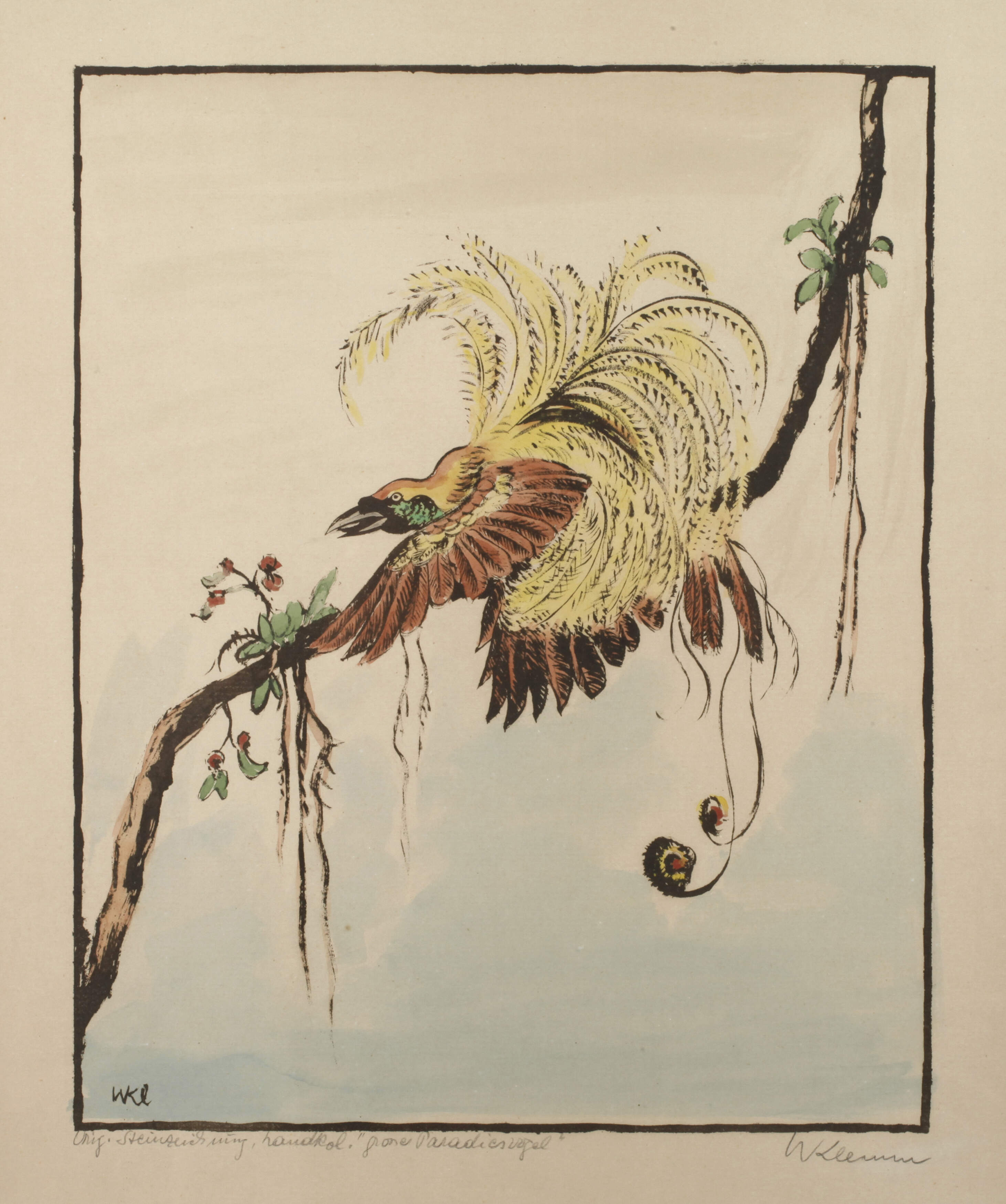 Walter Klemm, "Großer Paradiesvogel"