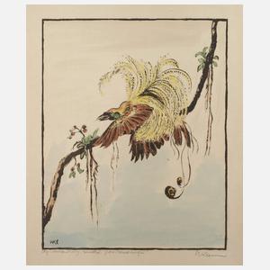 Walter Klemm, "Großer Paradiesvogel"