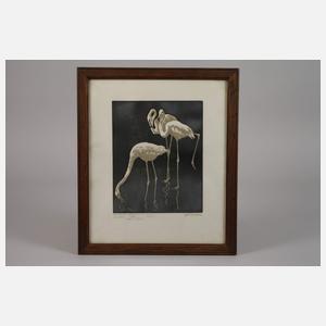 Walter Klemm, "Flamingos"