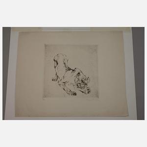 Curt Meyer-Eberhardt, Tiger