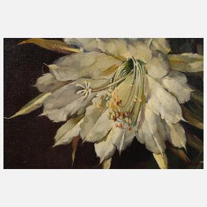 Friedrich Dietsch, Blühender Blattkaktus