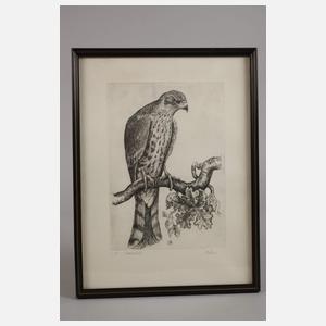 Bernd Hieke, Drei Raubvogeldarstellungen