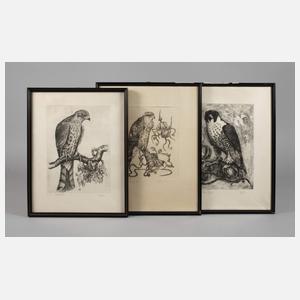 Bernd Hieke, Drei Raubvogeldarstellungen