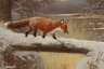 Otto Scheuerer, Fuchs im Winterwald