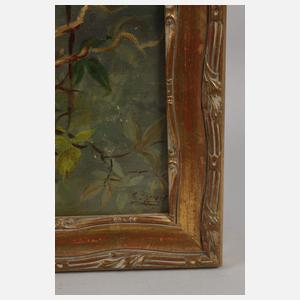 Stieglitzpaar mit Nest