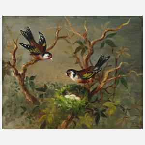 Stieglitzpaar mit Nest