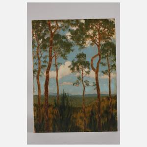 Sommerlicher Kiefernwald