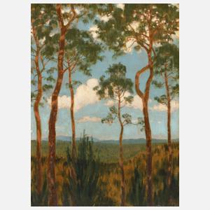 Sommerlicher Kiefernwald