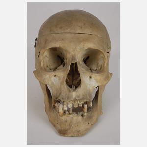 Anatomisches Lehrmodell