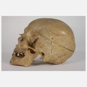 Anatomisches Lehrmodell