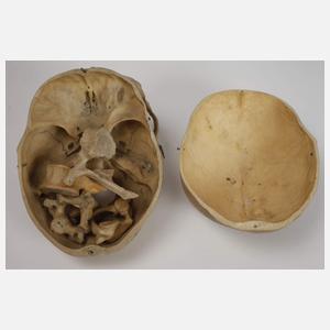 Anatomisches Lehrmodell