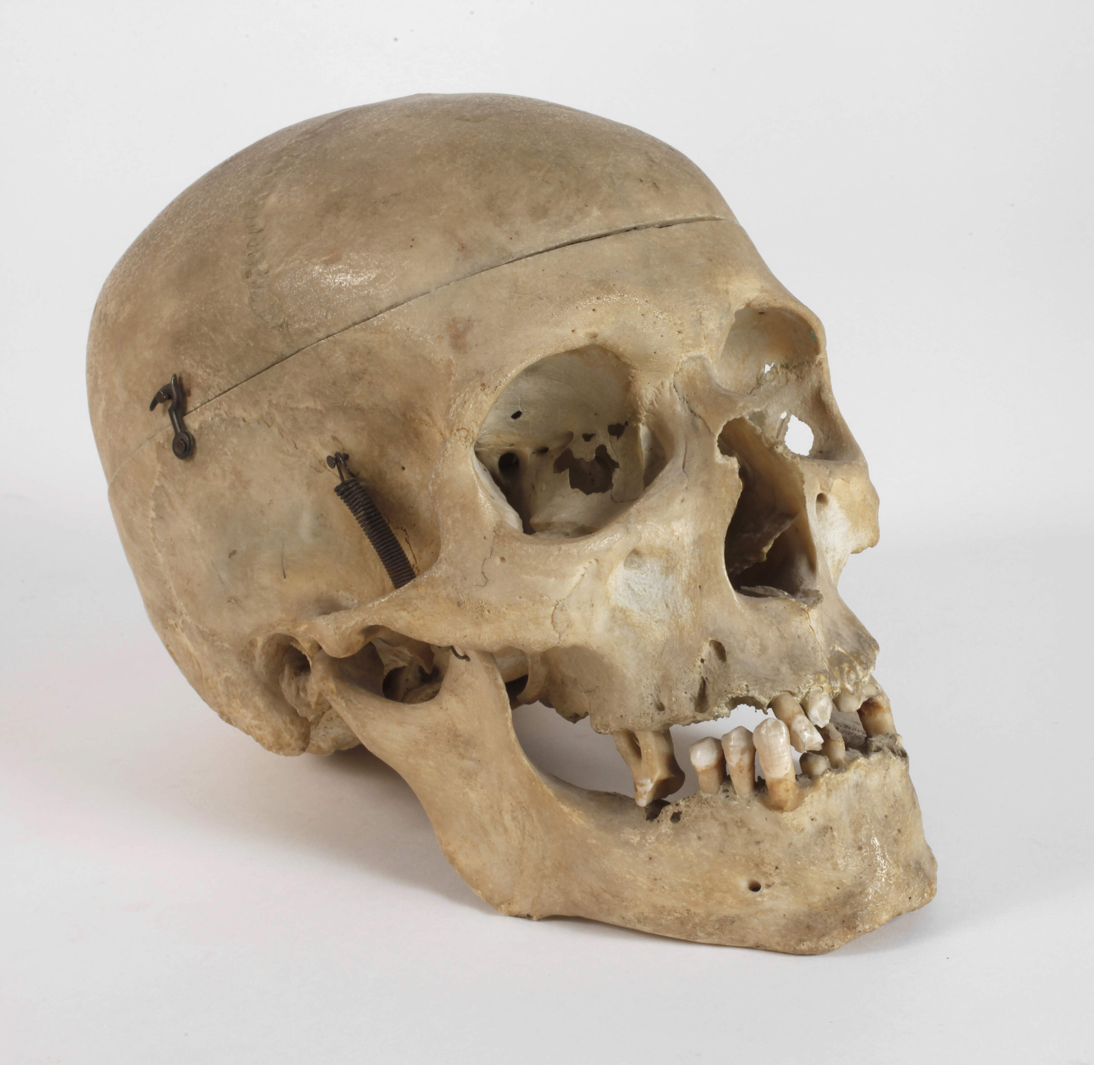 Anatomisches Lehrmodell