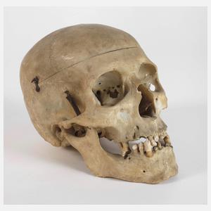 Anatomisches Lehrmodell