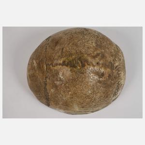 Anatomisches Anschauungsobjekt