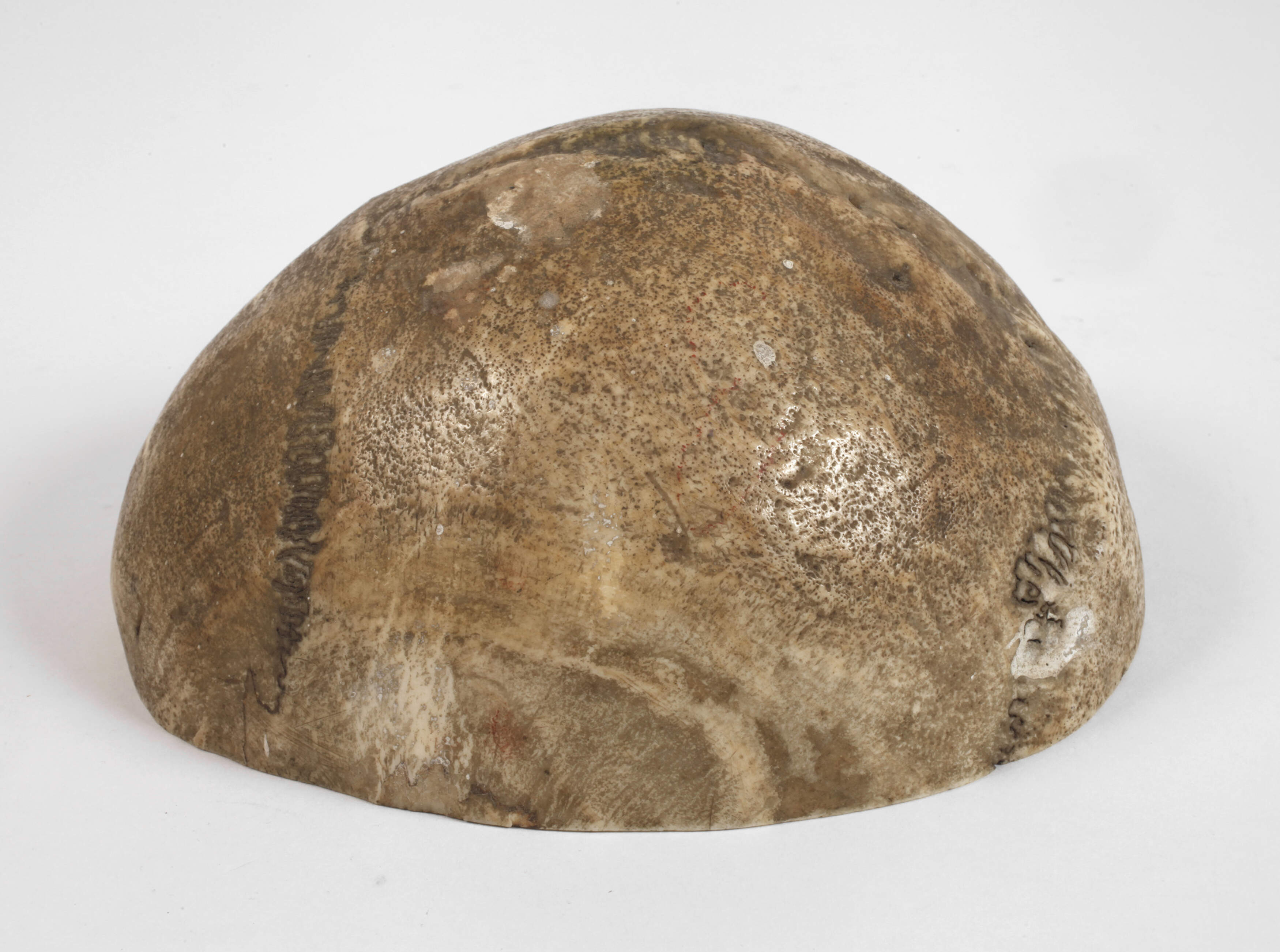 Anatomisches Anschauungsobjekt