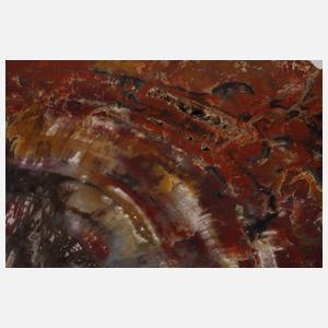 Segment versteinertes Holz