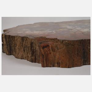 Segment versteinertes Holz