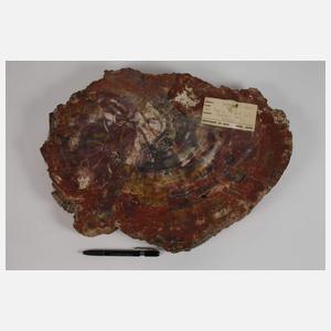 Segment versteinertes Holz