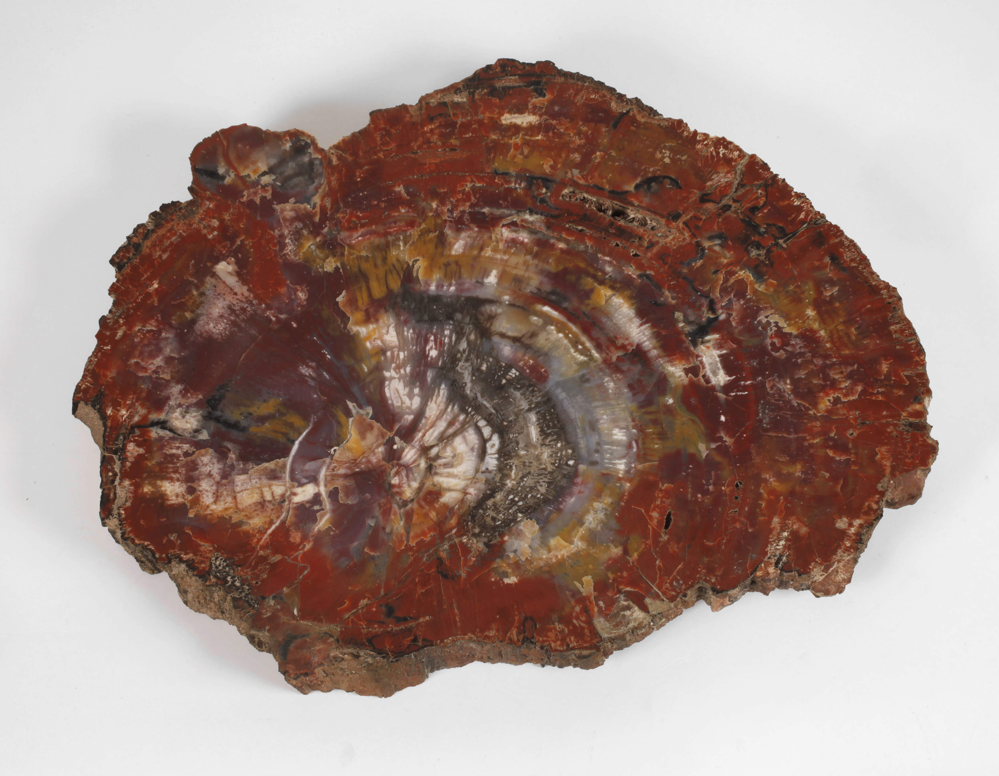 Segment versteinertes Holz