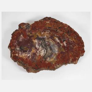 Segment versteinertes Holz