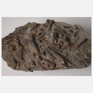 Versteinerte Belemniten