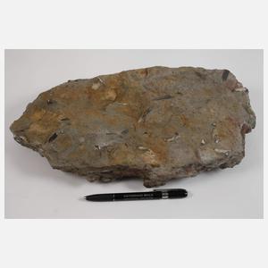 Versteinerte Belemniten