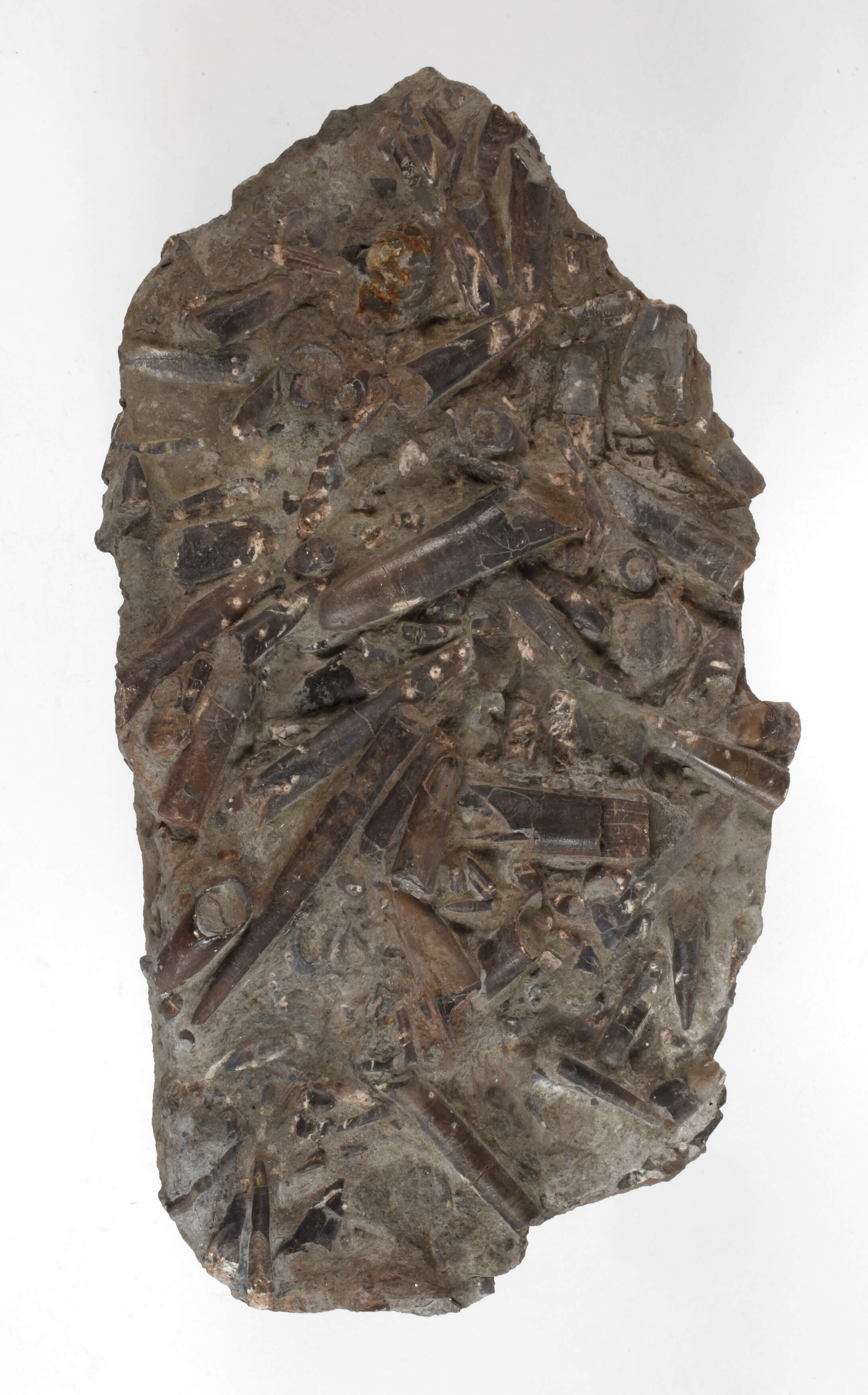 Versteinerte Belemniten