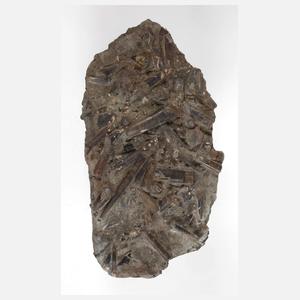 Versteinerte Belemniten