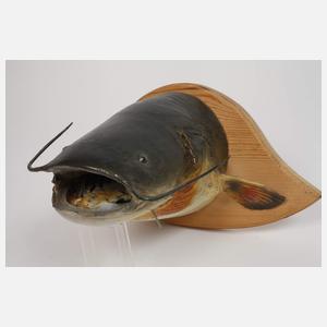 Konvolut Tierpräparate