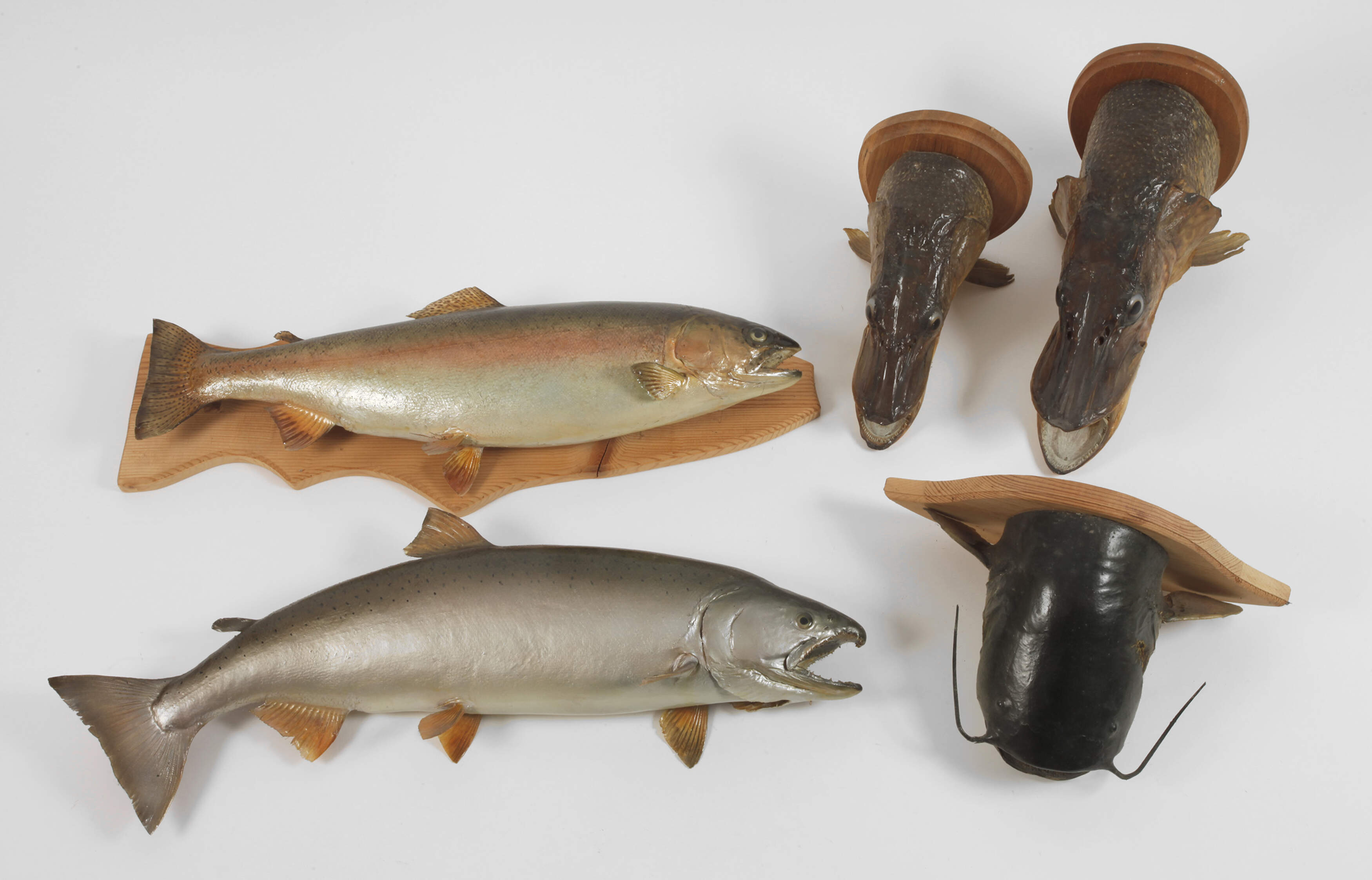 Konvolut Tierpräparate