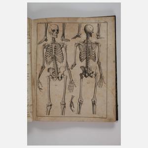 Abbildungen zu Okens Naturgeschichte