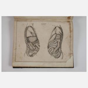 Abbildungen zu Okens Naturgeschichte