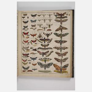 Abbildungen zu Okens Naturgeschichte