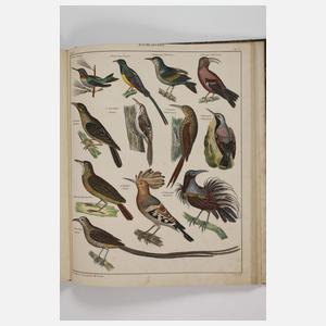 Abbildungen zu Okens Naturgeschichte