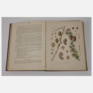 Köhlers Medizinal-Pflanzen