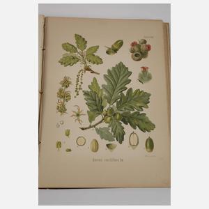 Köhlers Medizinal-Pflanzen