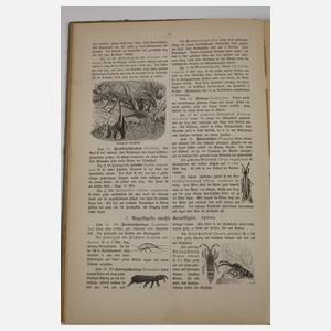 Zwei Bände Schuberts Naturgeschichte