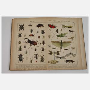 Zwei Bände Schuberts Naturgeschichte