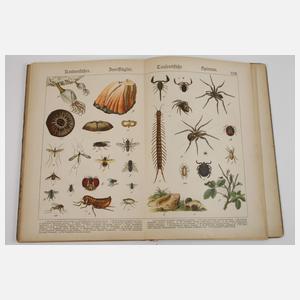 Zwei Bände Schuberts Naturgeschichte