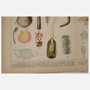 Zwei Bände Schuberts Naturgeschichte