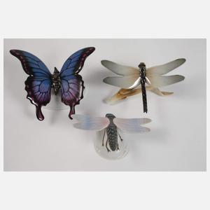 Rosenthal Konvolut Libellen und Schmetterlinge