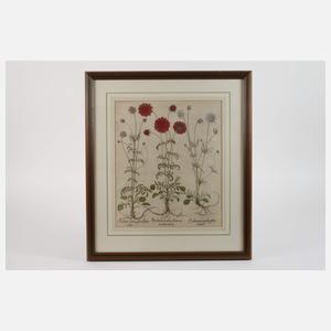 Basilius Besler, Skabiosen aus Hortus Eystettensis