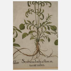 Basilius Besler, Skabiosen aus Hortus Eystettensis