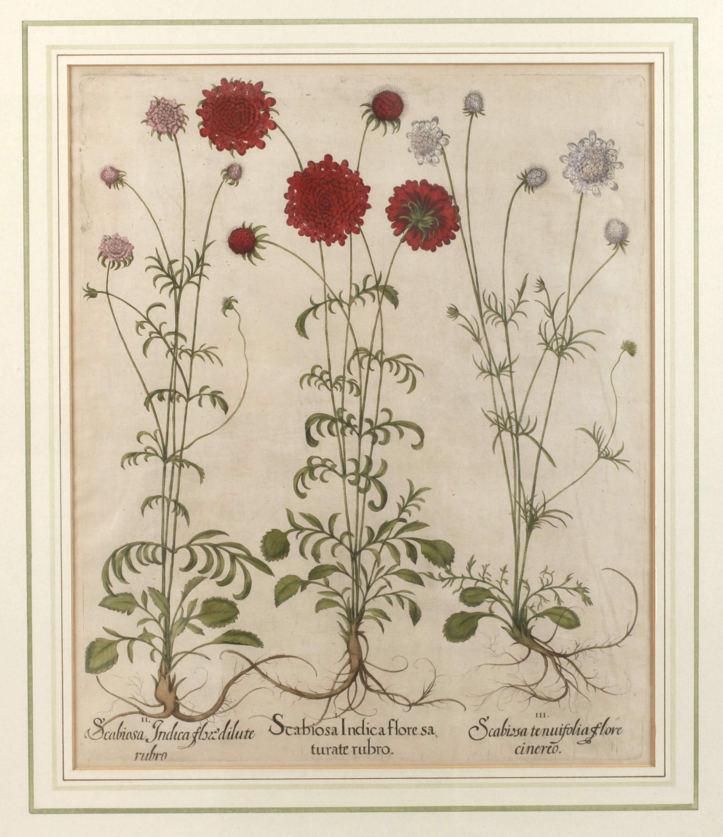 Basilius Besler, Skabiosen aus Hortus Eystettensis