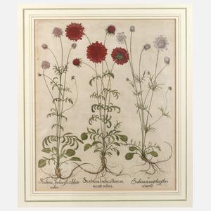 Basilius Besler, Skabiosen aus Hortus Eystettensis