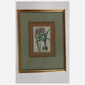 Jan Theodor de Bry, Narzissen