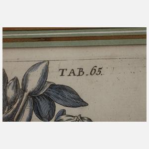 Jan Theodor de Bry, Narzissen