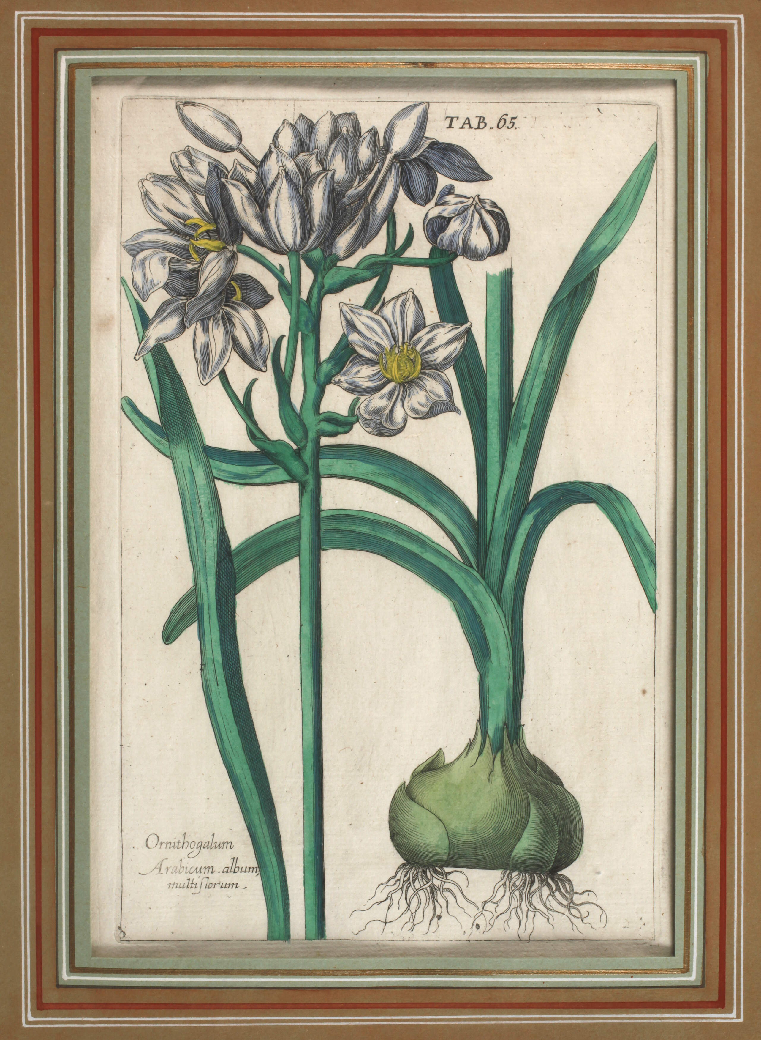 Jan Theodor de Bry, Narzissen